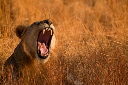 A maneless lion with its tongue out near the grass in Tanzania