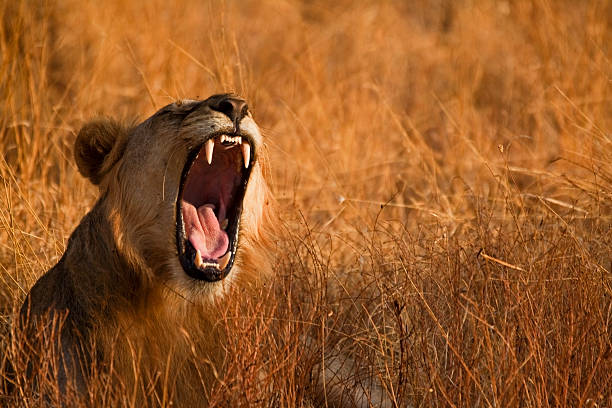 ревущего льва - masai mara national reserve lion africa kenya стоковые фото и изображения