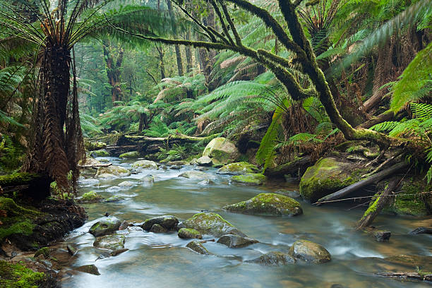 rivière dans la forêt tropicale luxuriante de superbes otway np, victoria, australie - otway national park photos et images de collection