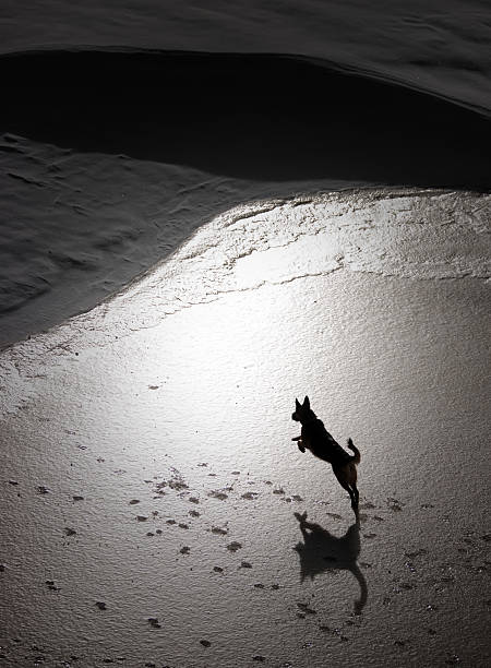 istock German Shepherd Jumping On Frozen Lake 108351658