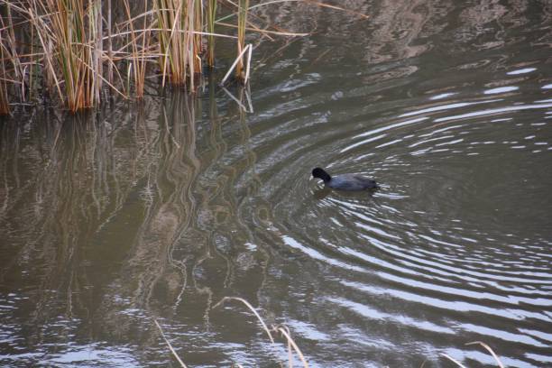 istock A pond where emergent plant grows thick. 1083519300