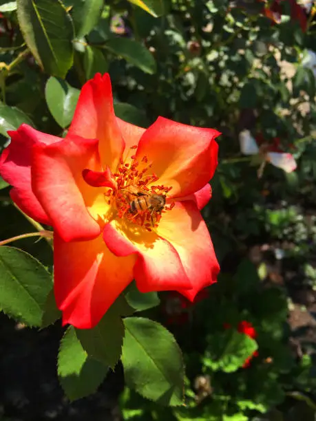 Bee Pollinating a Red & Yellow Flower in Napa Valley