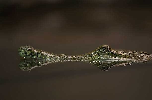 Reflejo de un cocodrilo - foto de stock