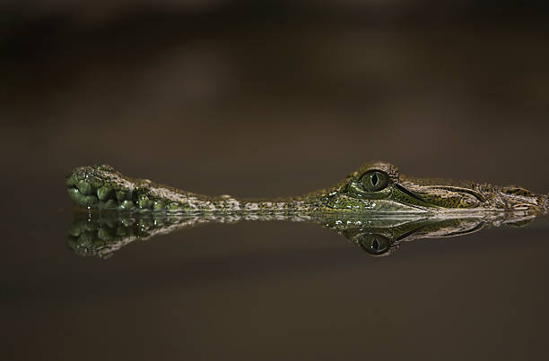Reflection of a Crocodile stock photo