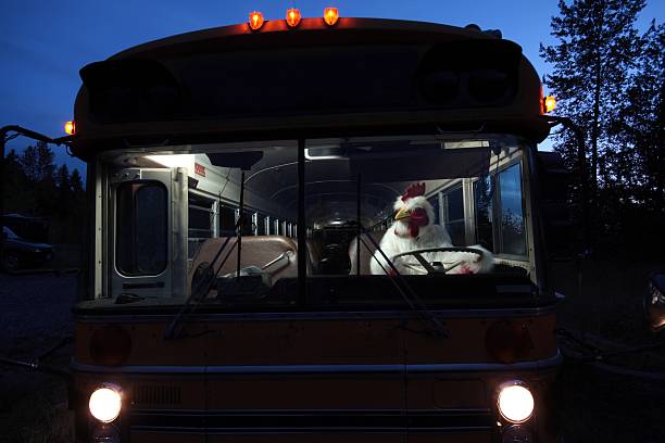 chicken driving a school bus - tavuk kostümü stok fotoğraflar ve resimler