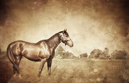 White horse exterior close up isolated on white background