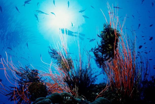 Amazing Coral Reef Sea Whip and crinoid jungle, barracudas and diver behind new britain island stock pictures, royalty-free photos & images