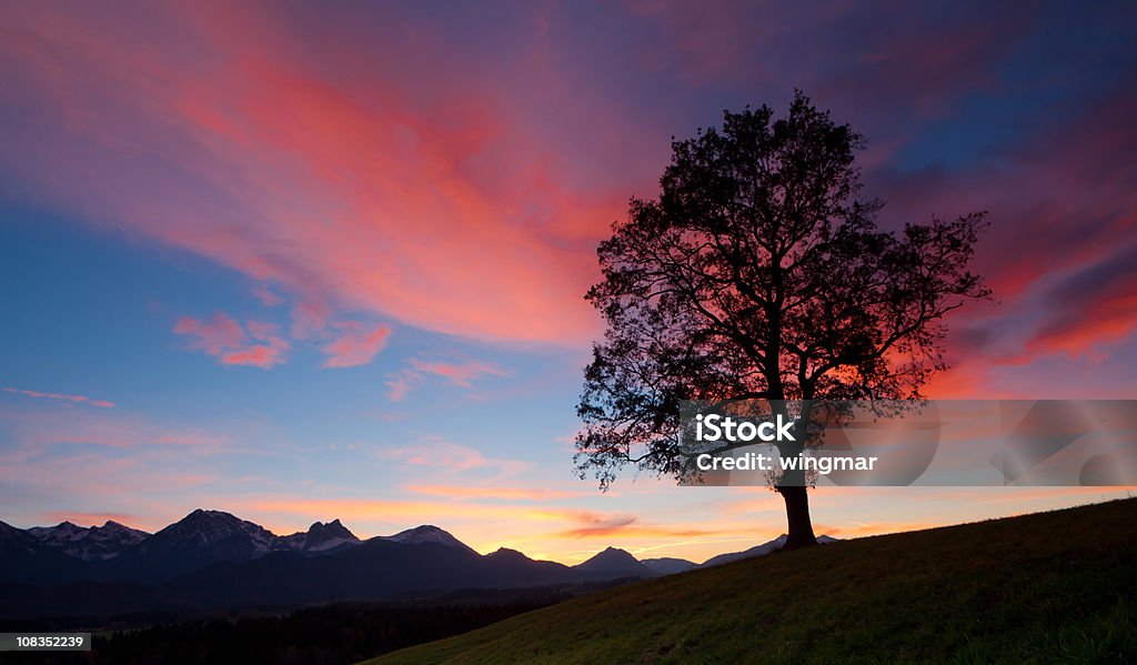 old bavarian oak- allgau-Alemanha - Royalty-free Carvalho Foto de stock