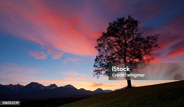 Old Bavarian Oak Allgaualemanha - Fotografias de stock e mais imagens de Carvalho - Carvalho, Árvore isolada, Alemanha