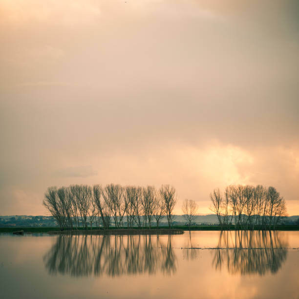 tranquil lake landscape with bathing bridge fog and forest in the background, dollerup bakker in denmark, europe