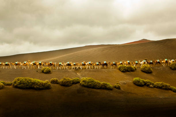 istock Long row of camels in Lanzarote, Spain. 108352432