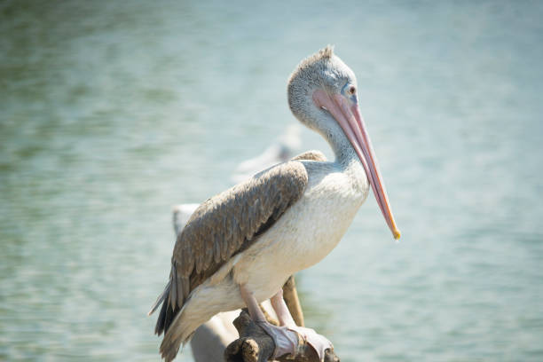 istock Great white pelican by the lake. 1083525896