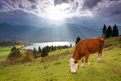 Cows grazing in a meadow near a Swiss village