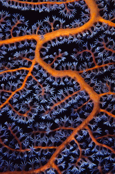 ventilateur de mer gros plan - nature macro reef animal photos et images de collection