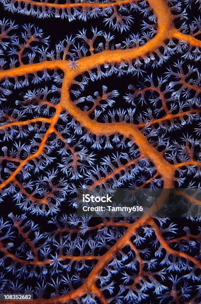Mar Ventoinha Plano Aproximado - Fotografias de stock e mais imagens de Natureza - Natureza, Coral - Cnidário, Macrofotografia