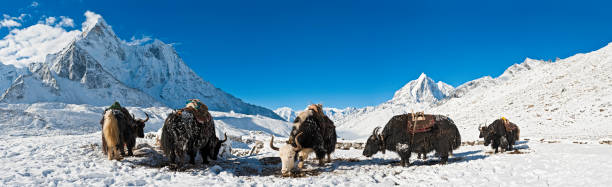 Yaks in high altitude snow mountain summits panorama Himalayas Nepal Hairy yaks with traditional load carrying saddles grouped in the crisp white winter wilderness of the Khumbu, Himalayas, Nepal, overlooked by the snow capped spire of Ama Dablam (6812m) and dramatic peaks and pinnacles of Taboche (6542m) under deep blue panoramic high altitude skies. ProPhoto RGB profile for maximum color fidelity and gamut. mountain famous place livestock herd stock pictures, royalty-free photos & images