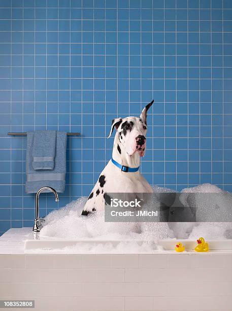 Great Dane Getting A Bath With Blue Tile In Background Stock Photo - Download Image Now