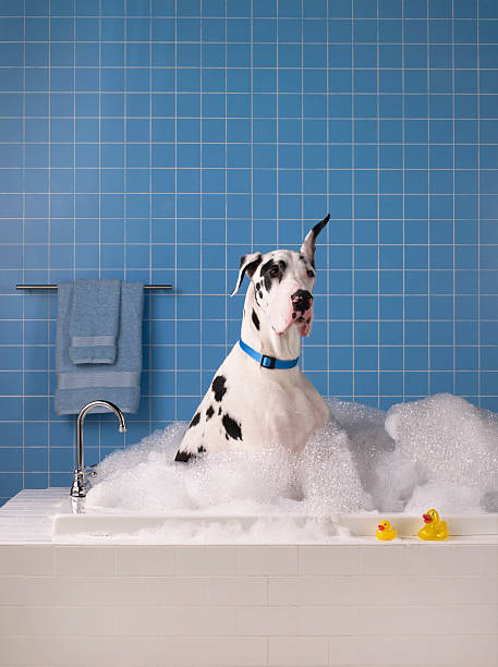 cão de grande porte obter um banho com azulejos azuis em fundo. - great dane imagens e fotografias de stock