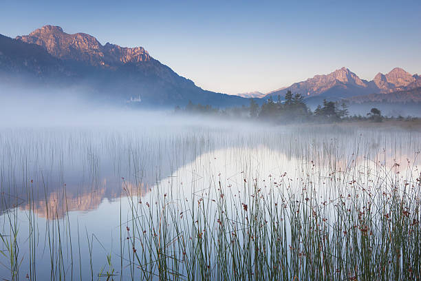istock tranquil scene with reed at lake banwaldsee 108352841