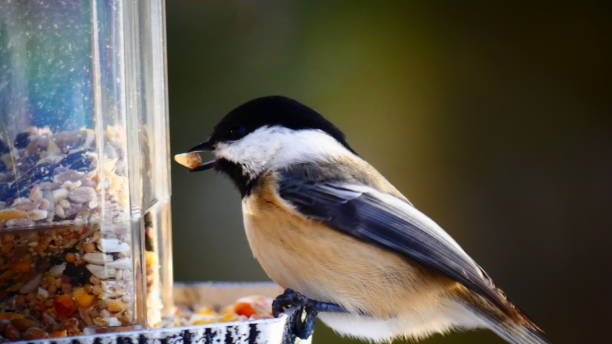 istock Black-headed with a seed in the beak on its feeder 1083529336