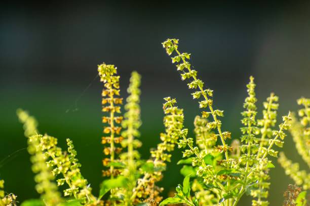 istock Holy Basil is grown as a vegetable garden 1083530852