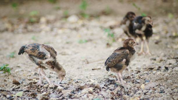 istock Chicken picture is walking for food 1083530940