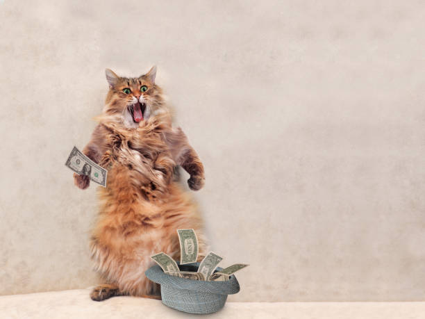 el gran gato peludo muy divertido es permanente. - money cat fotografías e imágenes de stock