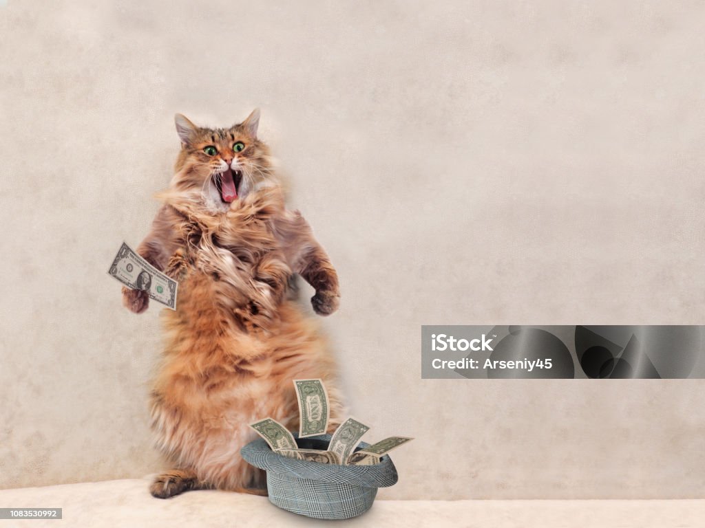 The Big Shaggy Cat Is Very Funny Standing Stock Photo - Download ...