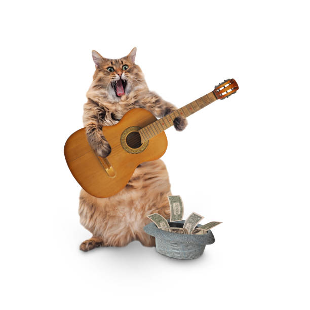 istock The big shaggy cat is very funny standing. 1083531008