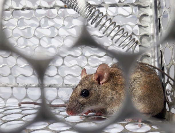 istock Rat in cage mousetrap on white background 1083535004