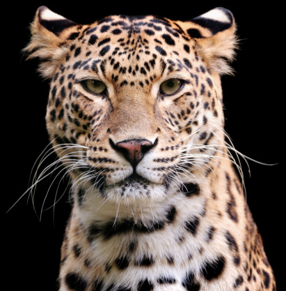 A Sri Lankan leopard against on a green background