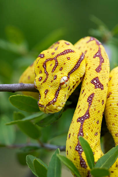 초록나무비단뱀 (청소년 - green tree python 뉴스 사진 이미지