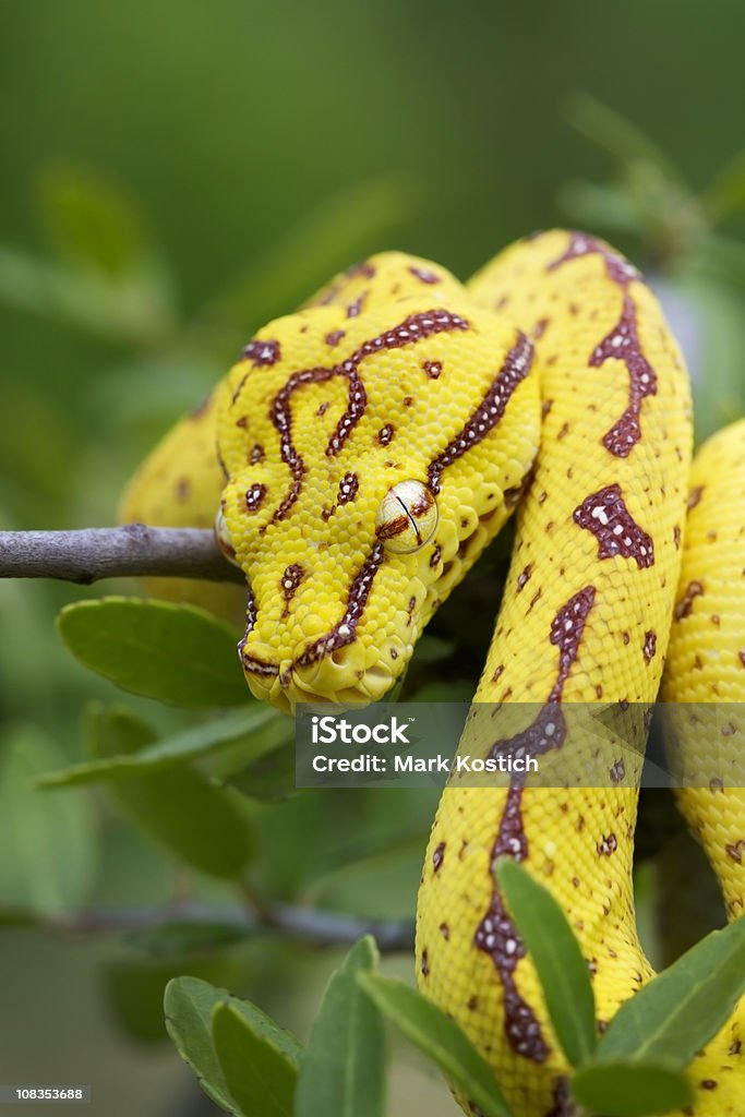 Green Tree Python Stock Photo - Download Image Now - Snake, Vertical, Green Tree Python - iStock Green Tree Python Stock Photo - Download Image Now - Snake, Vertical, Green Tree Python - Istock