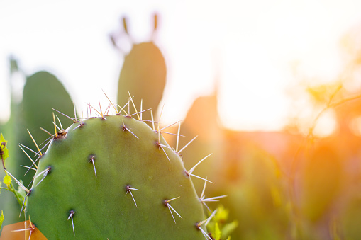 Large cacti in Arizona against a blue sky, desert landscape. Saguaro Cactuses (Carnegiea gigantea) in desert, USA