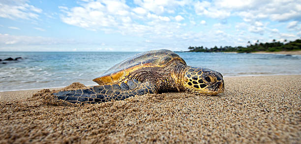 Green Sea Turtle  green turtle stock pictures, royalty-free photos & images