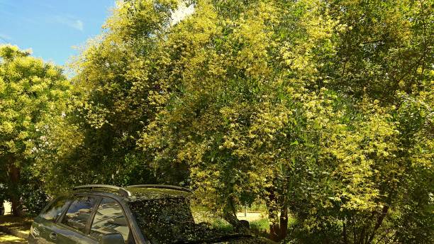 istock Flowers falling from large, yellow panicles of the Sophora tree branches. 1083539914