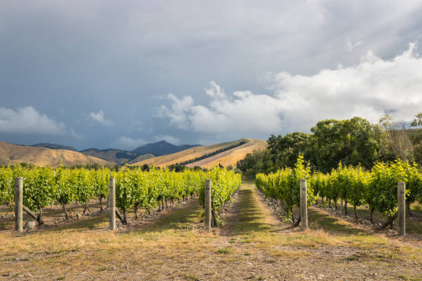 sturm über weinkulturlandschaft in region marlborough, neuseeland - marlborough region zealand new landscape stock-fotos und bilder