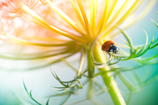 Ladybug sitting on top of wildflower during sunset.

[url=/search/lightbox/4993571][IMG]http://farm4.static.flickr.com/3051/3032065487_f6e753ae37.jpg?v=0[/IMG][/url]
kwsep2013