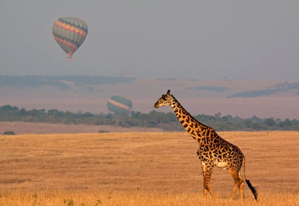 istock Africa Safari 108354332