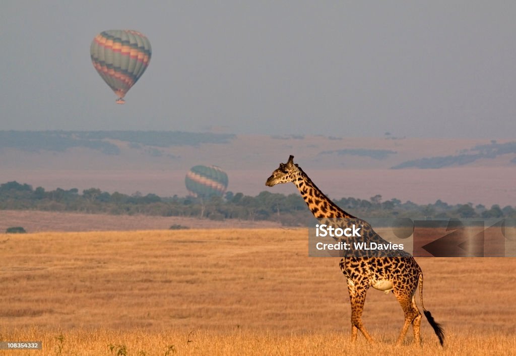 África Safari - Foto de stock de Balão de ar quente royalty-free