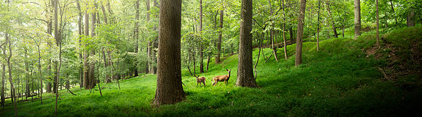 Two deer in the forest stock photo