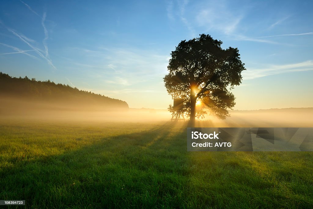Retroilluminazione albero nella nebbia di mattina sul prato al tramonto - Foto stock royalty-free di Albero