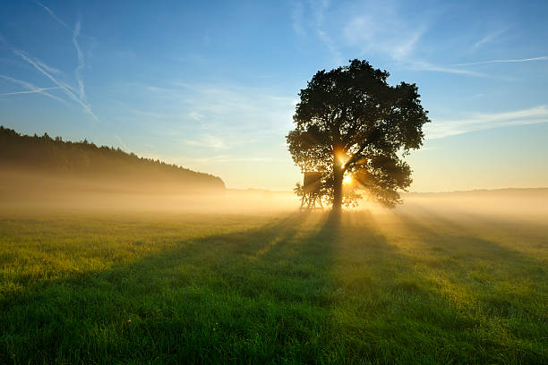 retroilluminazione albero nella nebbia di mattina sul prato al tramonto - lone tree foto e immagini stock