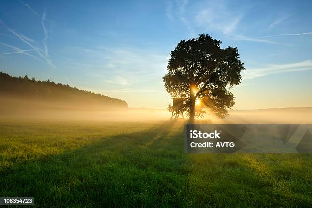 Retroilluminazione Albero Nella Nebbia Di Mattina Sul Prato Al Tramonto - Fotografie stock e altre immagini di Albero