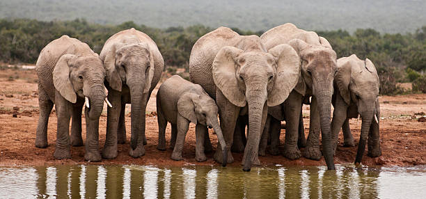 afrikanische elefanten - afrikanischer elefant stock-fotos und bilder