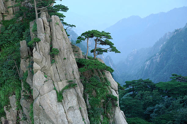 Myohyangsan mountain landscape. Sakura blossoms between korean pines at dawn