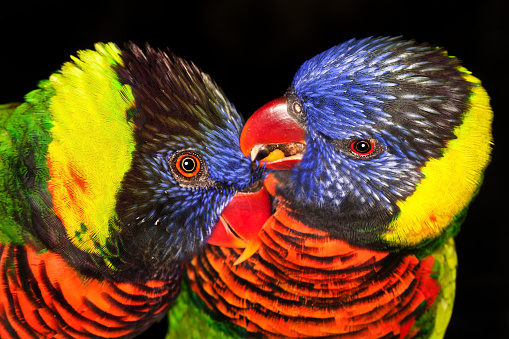Rainbow lorikeet parrots kissing or preening each other
