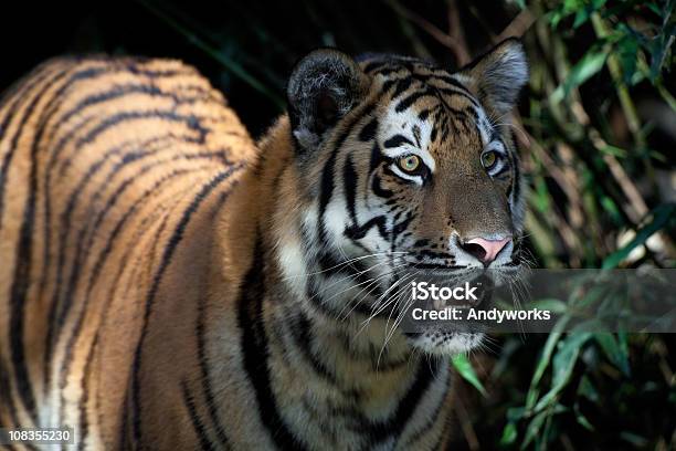 Wunderschöne Tiger Im Dschungel Stockfoto und mehr Bilder von Bambus - Graspflanze - Bambus - Graspflanze, Beleuchtet, Einzelnes Tier