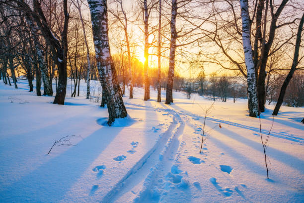 冬の森のスキー トラック - rural scene russia ski track footpath ストックフォトと画像