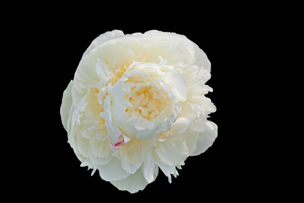 istock White peony isolated on black background with clipping path. 1083556940